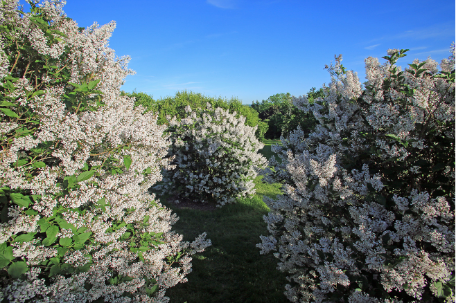 The lilac bushes in bloom in Highland Park.