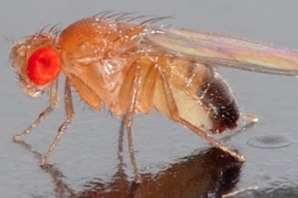 Drosophila