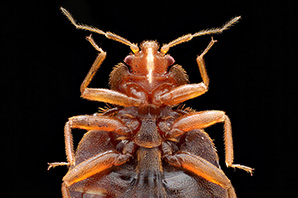 Close up of a bed bug.