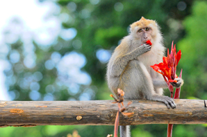 Rhesus Monkey with Red Flower