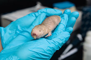 Naked mole rat