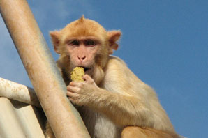 Monkey Eating Banana