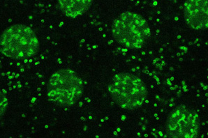 Nuclei