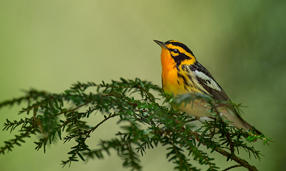 blackburnian warbler on branch