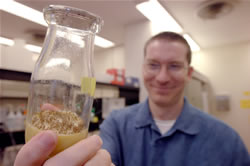 Masly with drosophila