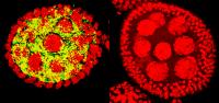 Wolbachia infection inside fly ovaries