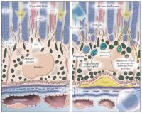 Diagram of 3- and 80-year-old RPE cells