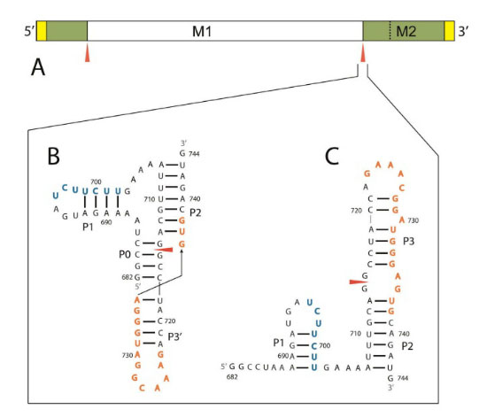 RNA sequence