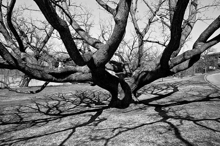 Tree of Life in Genesee Valley Park