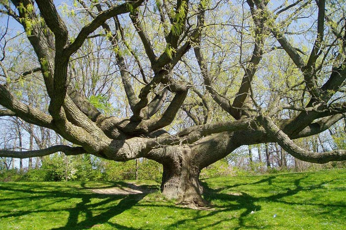 Tree of Life in Genesee Valley Park