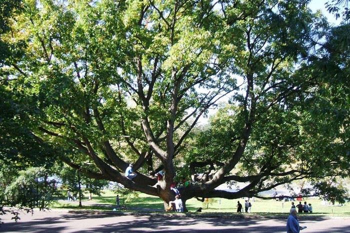 Tree of Life in Genesee Valley Park