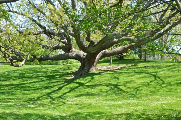 Tree of Life in Genesee Valley Park