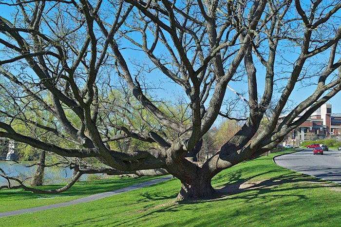 Tree of Life in Genesee Valley Park