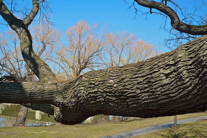 Tree of Life in Genesee Valley Park