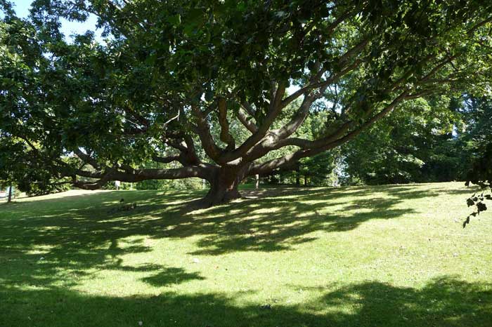 Tree of Life in Genesee Valley Park