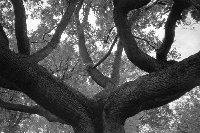 Tree of Life in Genesee Valley Park