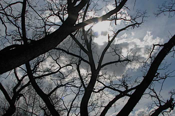 Tree of Life in Genesee Valley Park