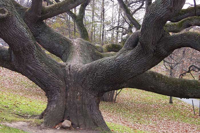 Tree of Life in Genesee Valley Park