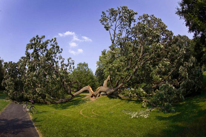 Tree of Life in Genesee Valley Park