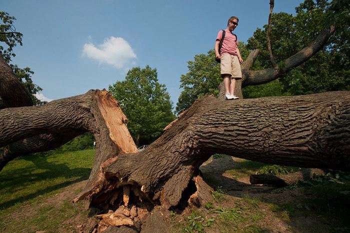 Tree of Life in Genesee Valley Park