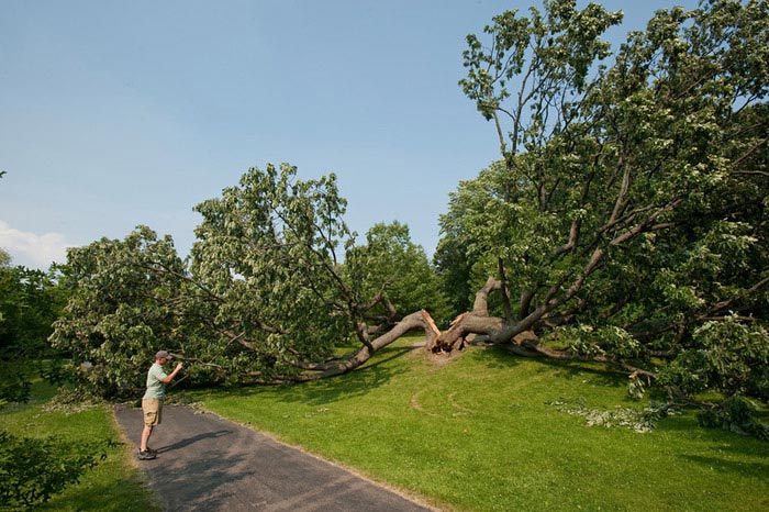 Tree of Life in Genesee Valley Park