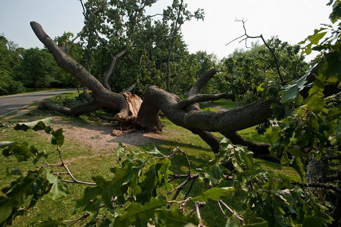 Tree of Life in Genesee Valley Park