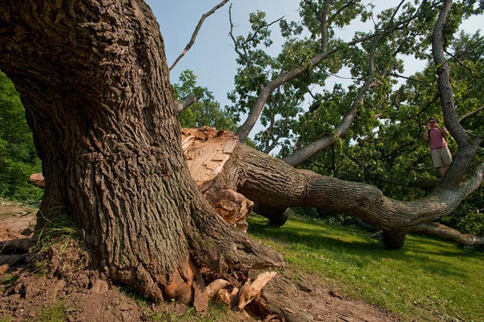 Tree of Life in Genesee Valley Park