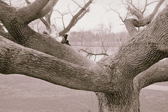 Tree of Life in Genesee Valley Park