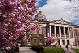 tree blossoms in spring