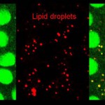 Rethinking Toxic Proteins on the Cellular Level Rethinking Toxic Proteins on the Cellular Level