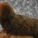 How Do Blind Mole Rats Ward Off Cancer? How Do Blind Mole Rats Ward Off Cancer?