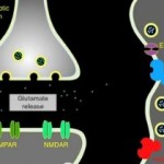 Study: Model for Brain Signaling Flawed Study: Model for Brain Signaling Flawed