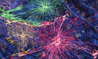 Human Brain Cells Make Mice Smarter Human Brain Cells Make Mice Smarter