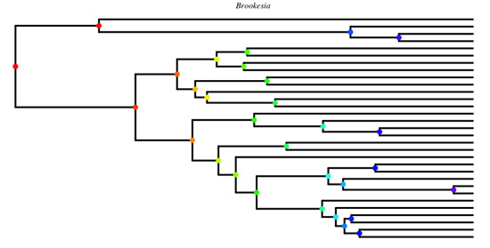 tree diagram
