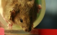 New mouse model may shed light on repetitive brain injuries New mouse model may shed light on repetitive brain injuries