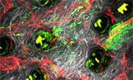 NIH awards $9 million for study of immune system in action NIH awards $9 million for study of immune system in action