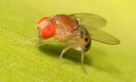 When temperatures drop, newly-discovered process helps fruit flies cope When temperatures drop, newly-discovered process helps fruit flies cope
