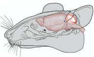 New mouse model may open autism treatment research avenues New mouse model may open autism treatment research avenues