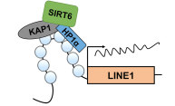 Parasitic DNA stops “jumping” when protein takes charge Parasitic DNA stops “jumping” when protein takes charge