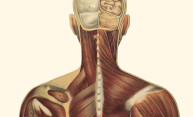 Researchers identify new rare neuromuscular disease Researchers identify new rare neuromuscular disease