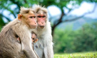‘Red Effect’ sparks interest in female monkeys ‘Red Effect’ sparks interest in female monkeys
