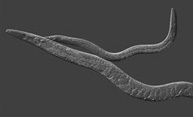 Are male brains wired to ignore food for sex? Are male brains wired to ignore food for sex?