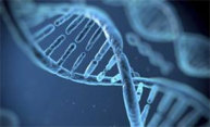 Scientists find new gene tool for predicting course of prostate cancer Scientists find new gene tool for predicting course of prostate cancer