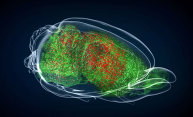 New tool allows researchers to target rare brain disease New tool allows researchers to target rare brain disease