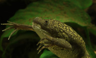 What can frogs teach us about tumors? What can frogs teach us about tumors?