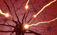 Electrical stimulation in brain bypasses senses, instructs movement Electrical stimulation in brain bypasses senses, instructs movement