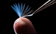 Body heat triggers shape change in new type of polymer Body heat triggers shape change in new type of polymer