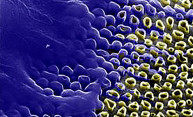 ‘Honeycomb’ of nanotubes could boost genetic engineering ‘Honeycomb’ of nanotubes could boost genetic engineering