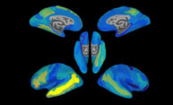 This is your brain on sentences