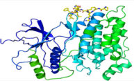 Protein found that initiates DNA repair Protein found that initiates DNA repair